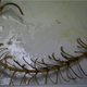 The entire sea lily stalk, with an arrow indicating the location of the Metridioidea polyp.